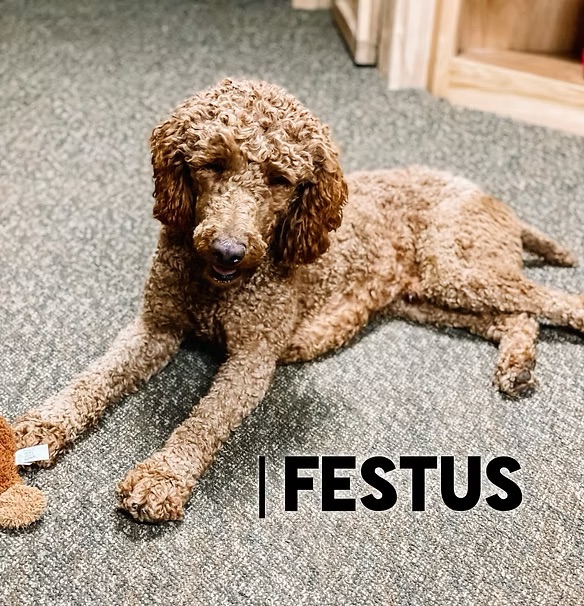 Festus